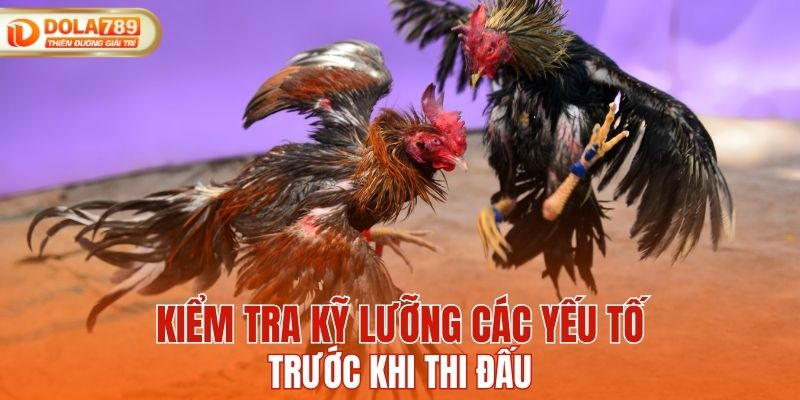 Chiến kê được kiểm tra kỹ lưỡng trước khi thi đấu
