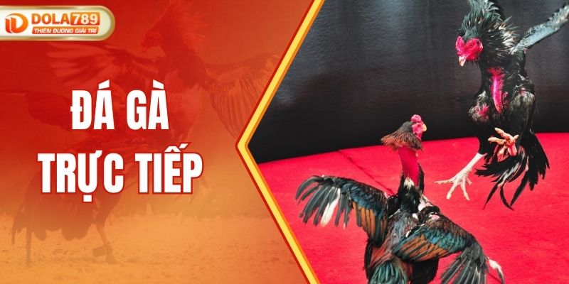 Đá Gà Trực Tiếp DOLA789 - Theo Dõi, Đặt Cược Dự Đoán Kết Quả