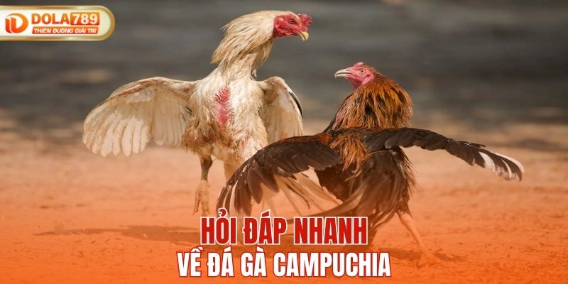 Hỏi đáp nhanh về đá gà Campuchia