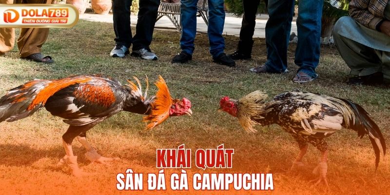 Khái quát sân đá gà Campuchia