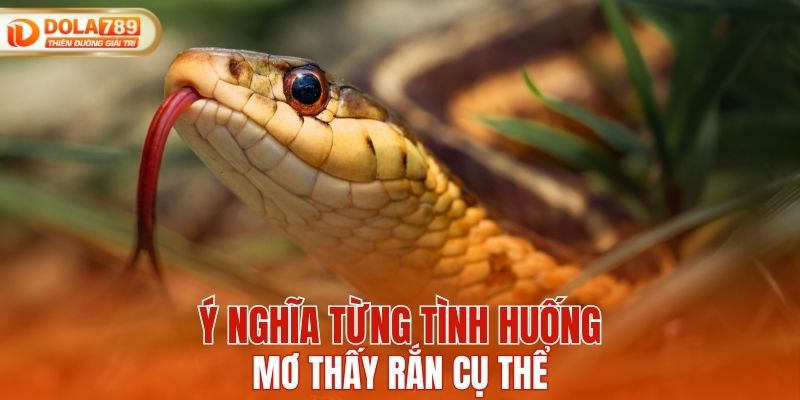 Ý nghĩa từng tình huống mơ thấy rắn cụ thể